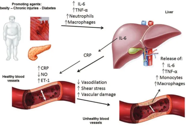 Figure  1. Etiology of the inlammatory process. Low level chronic inlammation increases the concentrations of markers and  of inlammatory cells, leading to increased production of C-reactive protein (CRP) by the liver, in response to interleukin-6  (IL-6),