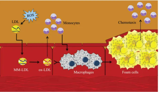 Figure 3. Process of atherosclerotic plaque formation. Low density lipoprotein undergoes gradual oxidation until formation of  minimally modiied LDL (MM-LDL), which can contain products of lipid oxidation without protein modiication