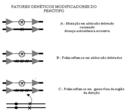 Figura 2 - Representação  esquemática  de  fatores  genéticos modificadores  do  fenótipo