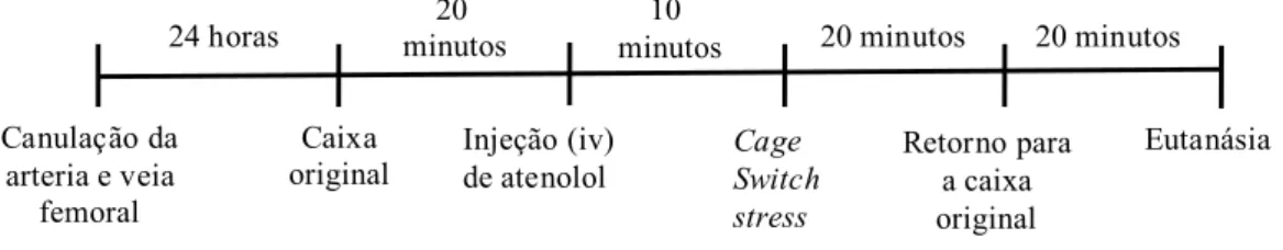 Figura  2.  Esquema  representativo  do  protocolo  experimental  para  avaliação  da  ativação  do  tônus  autonômico simpático
