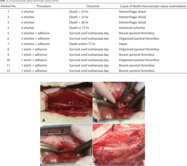 Figure 1. Sequence of procedures: A-Infrarenal aorta dissection; B--mm aortotomy (one forceps and the point of the electrocautery  probe expose the vessel lumen); C- one suture equidistant from the arteriotomy edges; D-tissue adhesive was applied over the 
