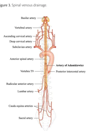Figure 4. Collateral network: subclavian, hypogastric, intercostal  and lumbar arteries.