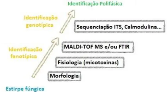Figura 2 - Identificação polifásica para a identificação de fungos filamentosos de acordo com Simões et