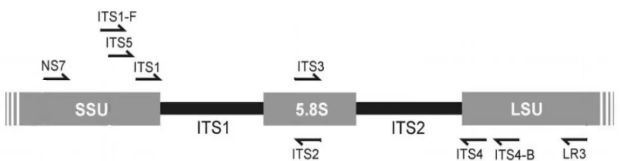 Figura  3  -  Representação  esquemática  do  espaçador  transcrito  interno  (ITS),  a  unidade  repetitiva  ribossomal nuclear utilizada para descrever os fungos ao nível da espécie e a posição relativa dos primers  (Adaptado de Bellemain, 2010)