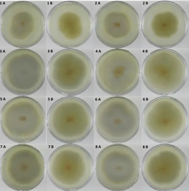 Figura 4 –  Aspeto macroscópico das colónias de Gongronella spp., após um crescimento em PDA  durante 7 dias, a 25°C