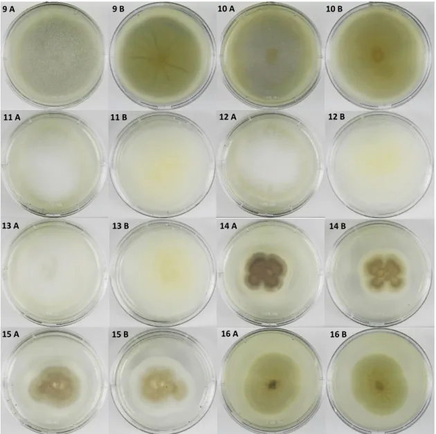 Figura  5  –  Aspeto  macroscópico  das  colónias  de  Gongronella  spp.  e  Circinella  spp.,  após  um  crescimento em PDA durante 7 dias, a 25°C