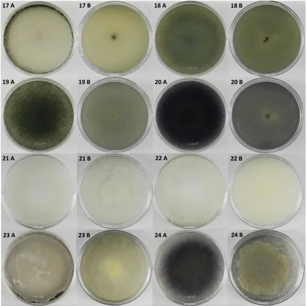 Figura 6 – Aspeto macroscópico das colónias de Circinella spp. e Absidia spp., após um crescimento  em PDA durante 7 dias, a 25°C