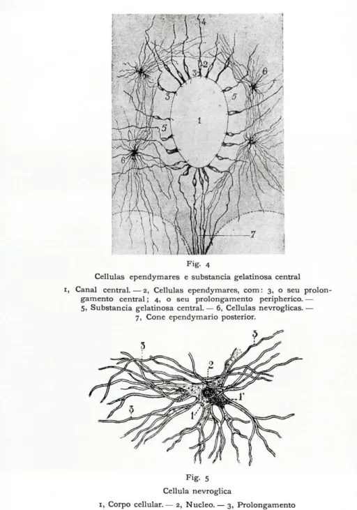 Fig. S  Cellula nevroglica 