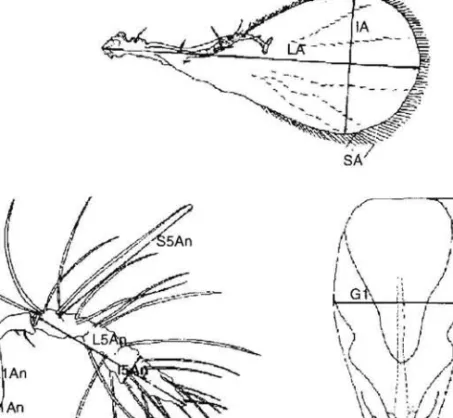 Figura 1 - Caracteres biometricos da asa,  antena e genitiilia dos machos,  utilizados na  identifica~ao  das  especies de Trichogramma  (Adaptado de Russo &amp;  Pintureau,  1981)
