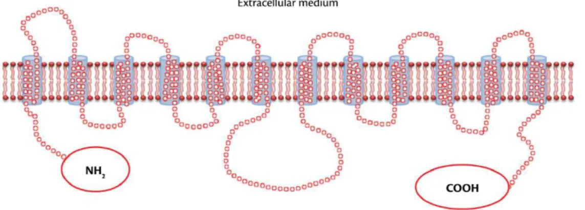Figure 2. Two-dimensional molecular structure of GLUT.