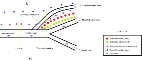 Figure 4. Schematic drawing of the general topography and trajectory of the accessory axillary vein (AAV).