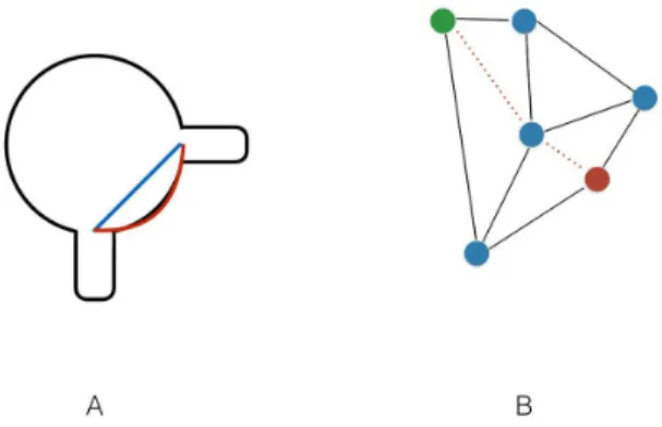 Figura 2. (A) Representação bidimensional de corte transversal de  vaso mostrando a diferença entre a medida linear e a medida de  superfície; (B) Representação bidimensional de malha poligonal  e algoritmo de cálculo de menor medida entre pontos.