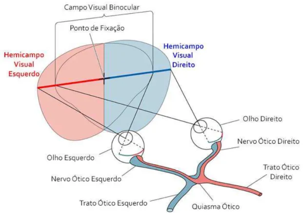 Figura 2.5 - Localização do córtex visual (Adaptado de  Bear et al., 2006) 