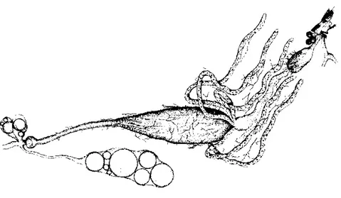 Figura 2 - Aparelho intestinal de Aedes aegypti (adaptado de Jobling &amp; Lewis, 1987)
