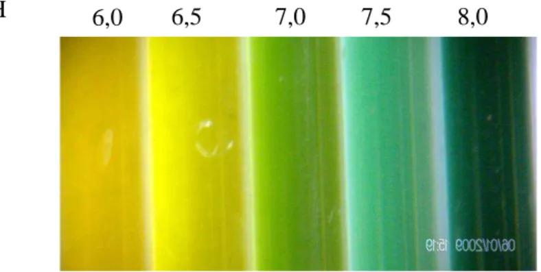 Figura  8  –  Padrão  de  cores  do  corante  azul  de  Bromotimol  utilizado  para  determinar  o  pH  após  alimentação  com  soroalbumina e ovoalbumina