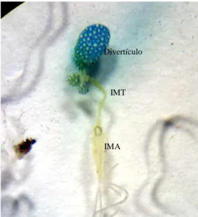 Figura 10  – Efeito da alimentação com SFI + Tampão HEPES 160mM + púrpura de  bromocresol 0,1% no pH do intestino médio de fêmeas de Aedes aegypti