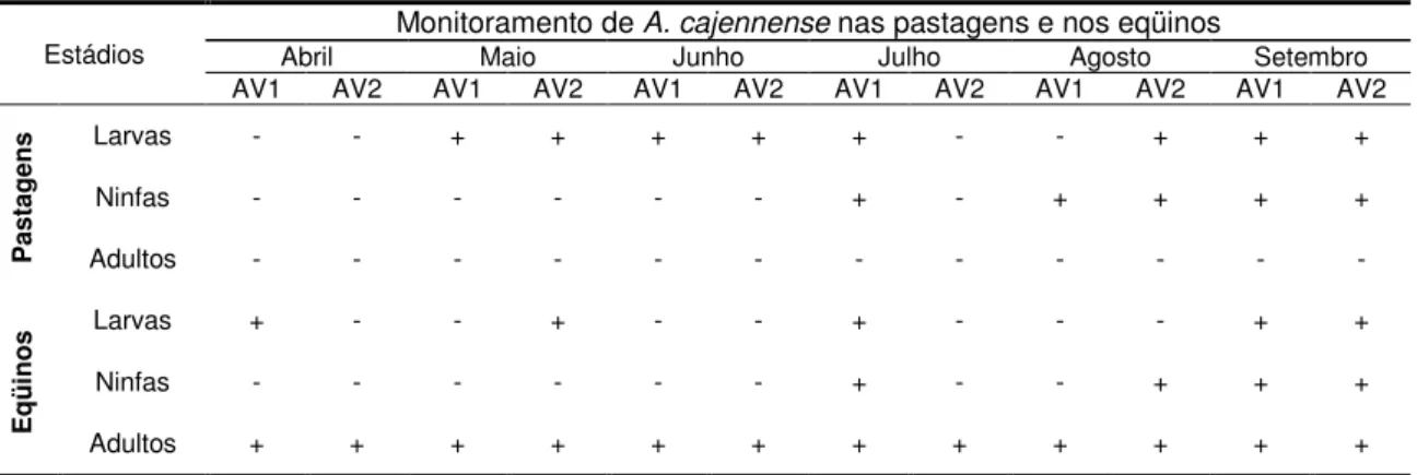Tabela 3. Monitoramento da população de A. cajennense nas pastagens, realizado a cada quatorze dias, no período de abril a setembro de 2004 – Palma/MG