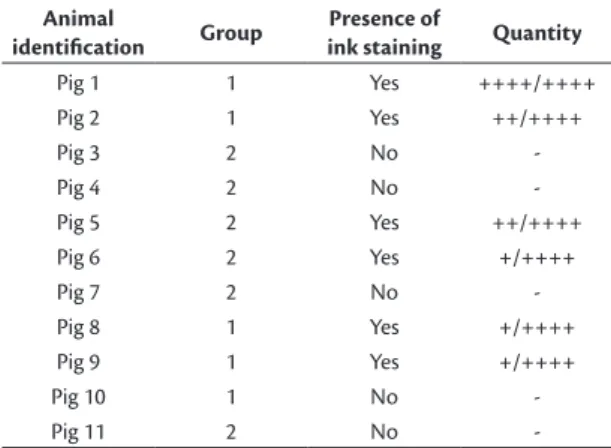 Table 1. Presence and quantities of China Ink found in histological  analysis of pig limbs subjected to retrograde arterialization.