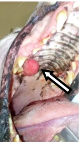 Figura 1: massa oral na maxila caudal direita (seta)