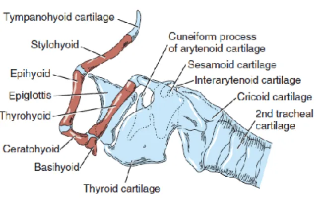Figura 4: plano lateral esquerdo do aparelho hióide, laringe e traqueia proximal 