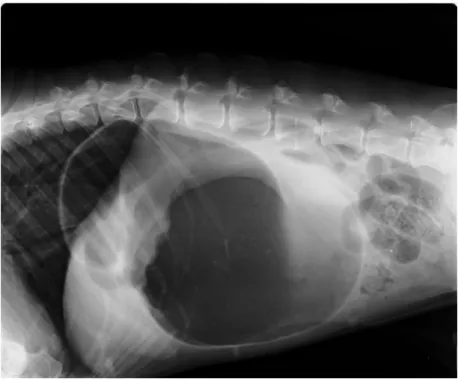 Figura 1: radiografia abdominal latero-lateral direita da Hera. estômago distendido, com gás e  líquido, o piloro com ar deslocado dorsalmente ao corpo e separado deste por uma banda com  densidade de tecido mole (sinal de C invertido)