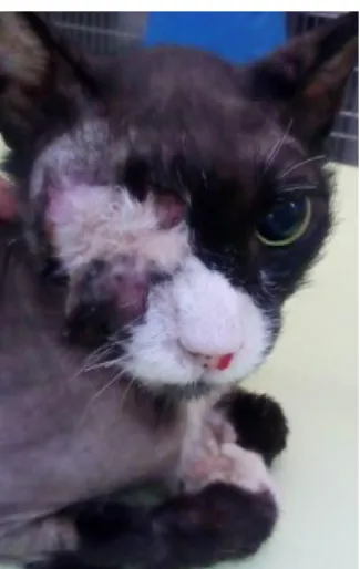 Figura 16:  Miki, 6 semanas após a cirurgia. Presença de uma lesão sugestiva de recidiva do  CCE no bordo dorsomedial da sutura 