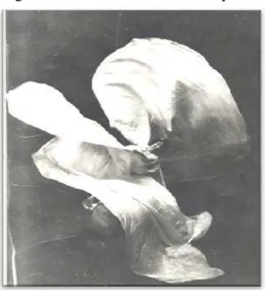 Figura 11 - Loïe Fuller, Danse Serpentine 