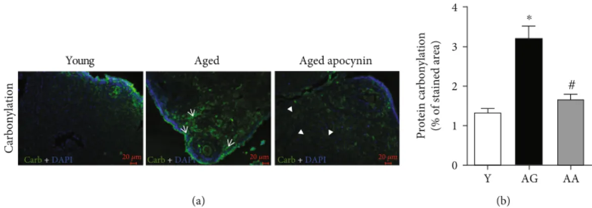 Figure 3: Protein carbonylation in the mouse ovaries evidenced by ﬂ uorescence immunohistochemistry, using a speci ﬁ c antibody for DNP.