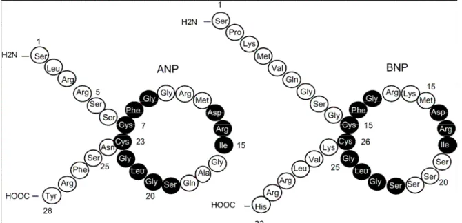 FIGURA 2 – Peptídeos natriuréticos cardíacos ANP (28 aminoácidos)   e BNP (32 aminoácidos)