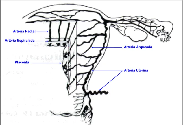 Figura 1 -  Desenho da circulação útero-placentária (adaptado de CAMPBELL &amp; COHEN –  OVERBEEK, 1987)