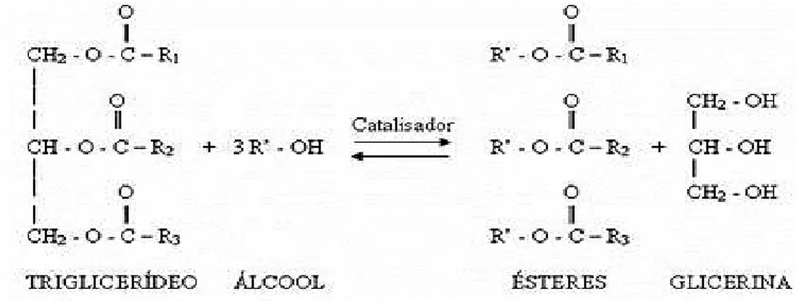 Figura 3- Reação de Transesterificação.R1, R2 e R3 são cadeias longas de hidrocarboneto e  R’ é uma cadeia de hidrocarboneto de álcool simples como o metanol e etanol