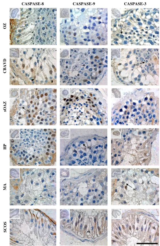 Fig. 2 Active caspases-8, − 9 and − 3 immunohistochemical analysis for the testicular groups analyzed