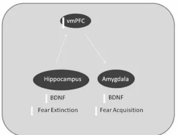 Figure 3. Schematic representation of the brain regions  related to fear conditioning and extinction