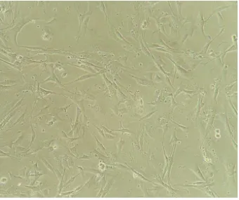Figura 2 - Fotomicroscopia de células-tronco mesenquimais indiferenciadas da medula óssea de ratos, cultivada em garrafa  T75 cm² contendo DMEM e 10% de soro fetal bovino, vista em microscópio invertido (100 µm)
