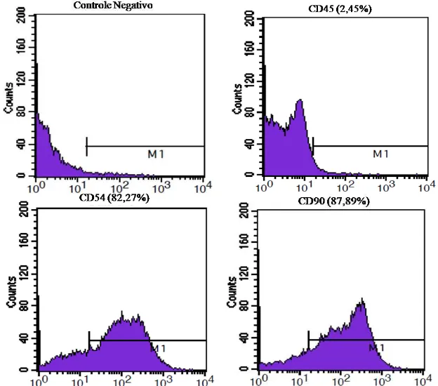 Figura 3 - Histogramas da citometria de fluxo com o padrão de expressão das moléculas de superfície presentes em CTM  indiferenciadas da medula óssea de ratos após oitava passagem