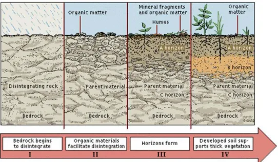 Figura 3 - Evolução da formação do solo (Extraído de 