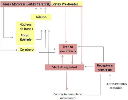 Figura 1. Esquema das principais vias envolvidas no controle motor. Os sistemas motores  são  organizados  hierarquicamente,  em  três  níveis,  e  em  paralelo