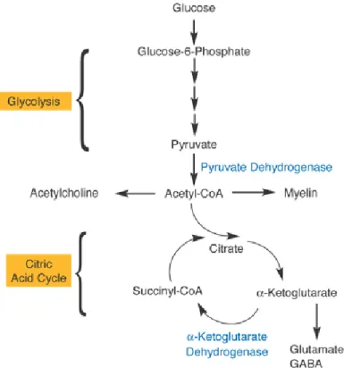 Figura  3.  Esquema  das  vias  metabólicas  indicando  duas  das  enzimas  dependentes  de  tiamina: complexo piruvato desidrogenase  e  -cetoglutarato desidrogenase, no metabolismo  energético celular (Figura retirada de Martin et al, 2003)