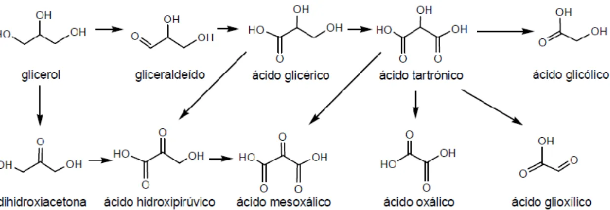 Figura 10 - Produtos de oxidação do glicerol [22, 23]. 