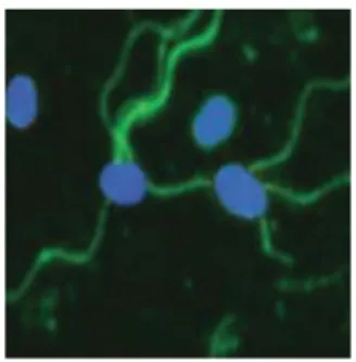 Figura 2.4. Visualização da Salmonella Typhi através da técnica de imunofluorescência