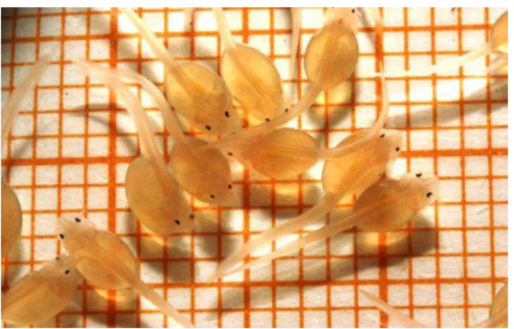 Figura 2 - Larvas recém eclodidas de pacamã. Fonte: André Fernandes (2011) 