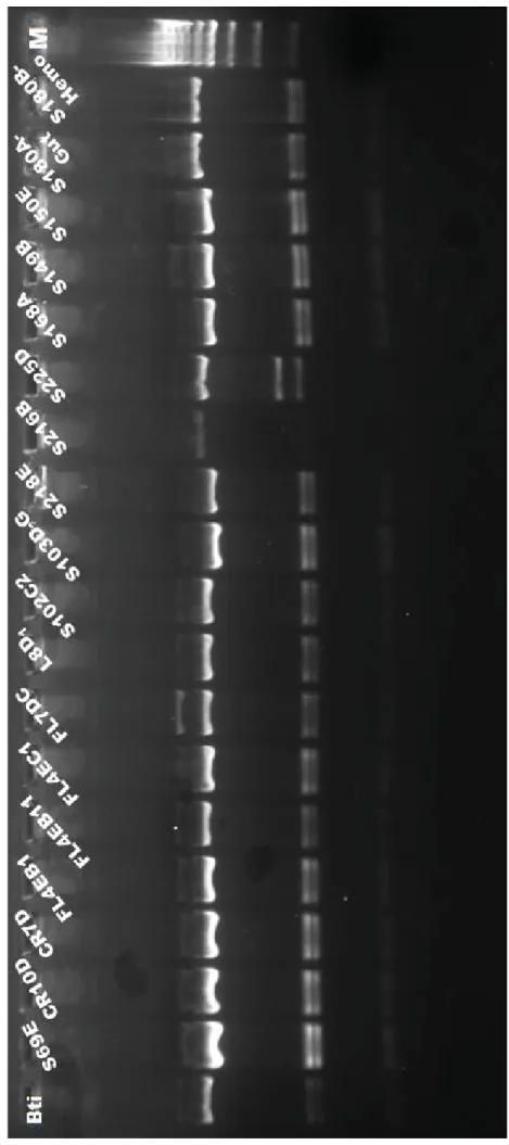 Fig. 4: Resultado dos perfis de restrição do gene 16S, obtidos por digestão com AluI em gel de agarose a 2%, para os isolados identificados