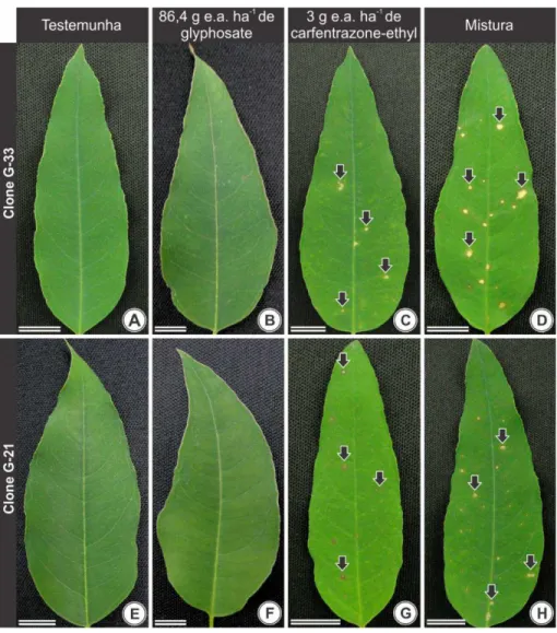 Figura 2 -  Efeito da deriva dos herbicidas em folhas da parte basal da copa, exposta  à aplicação, de clones de Eucalyptus grandis 24 horas após aplicação