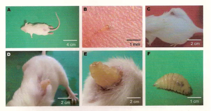 FIGURA  3.  Camundongo  Swiss  sob  infestação com  larva  de  Dermatobia  hominis
