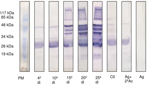 FIGURA 7 -  Western blot  utilizando como antígeno secreção e excreção de L 2 /L 3  com 