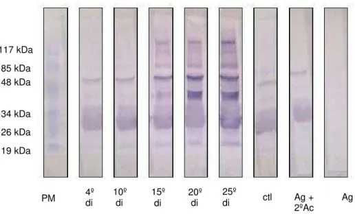 FIGURA 8 -  Western blot  utilizando como antígeno secreção e excreção de L 3  com 20 