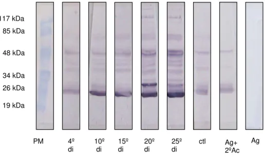 FIGURA 9 -  Western blot  utilizando como antígeno secreção e excreção de L 3  com 25 