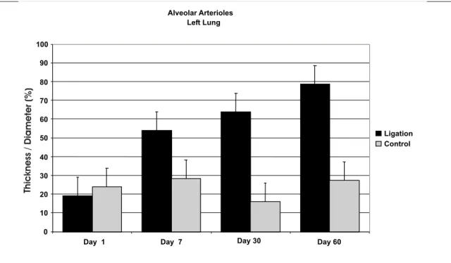Figure 4 – Percentage of mid-layer thickness in relation to external diameter of the alveolar arterioles in the left lung, in both the ligation group and the control group