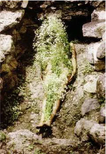 FIGURA 2. MENDIETA, Ana. El Yagúl, México 1973. Fotografia em Cores. (50.8 X 33.7 cm) Fonte: Ana Mendieta: Earth Body, Sculpture and Performance 1972 – 1985