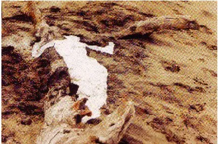 FIGURA 4 –  MENDIETA, Ana. Sem Título, México 1976. Fotografia em Cores. (33.7 X 50.8 cm) Fonte: Ana Mendieta: Earth Body, Sculpture and Performance 1972 – 1985